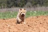 CAIRN TERRIER 217
